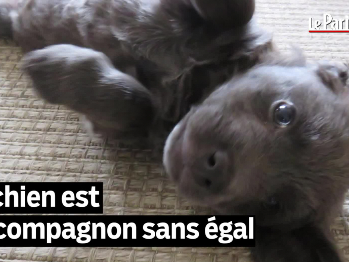 Ces Chiens Qui Ont Marqu L Histoire Ina