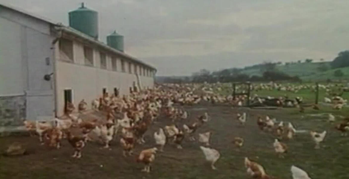 Souveraineté alimentaire : mais qui a plumé le poulet français ? | INA