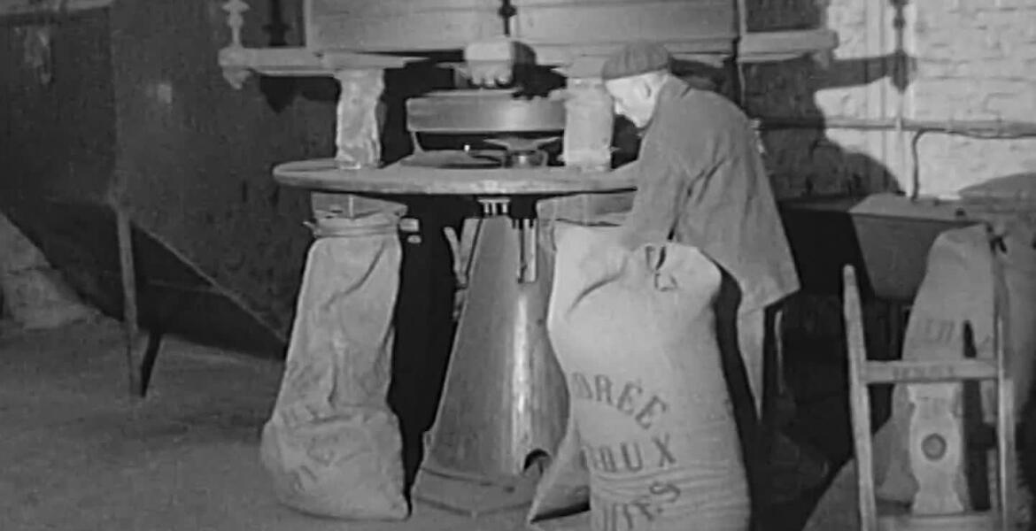 La chicorée, le «café» made in France | INA