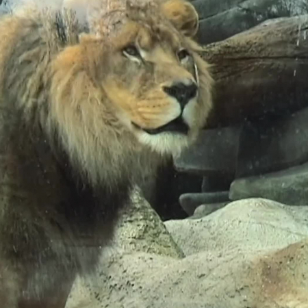 Eric BARATAY et Elisabeth Hardouin-FUGIER : zoos | INA