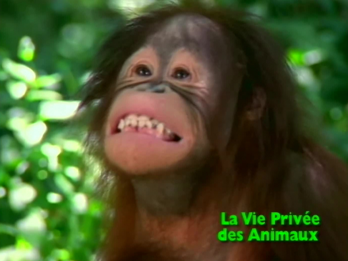 La vie privée des animaux | INA