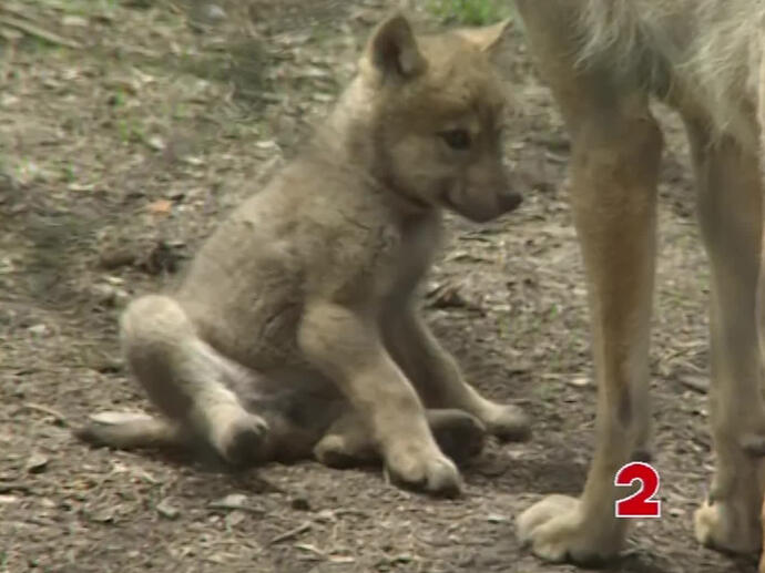 Le Retour Des Loups En France Ina