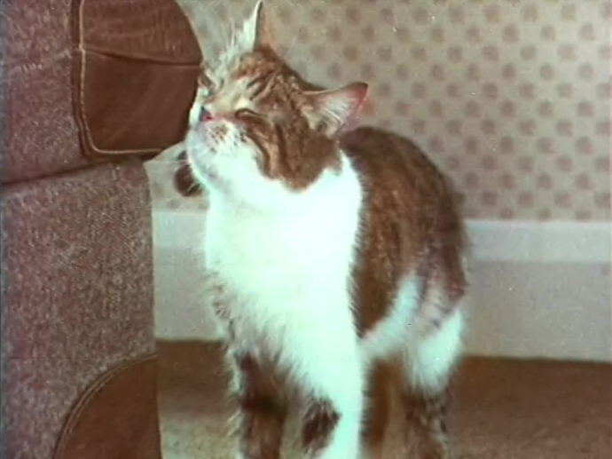 Ron Ron Nourriture Pour Chat Territoire Ina Ron Ron Nourriture Pour Chat Territoire Ina