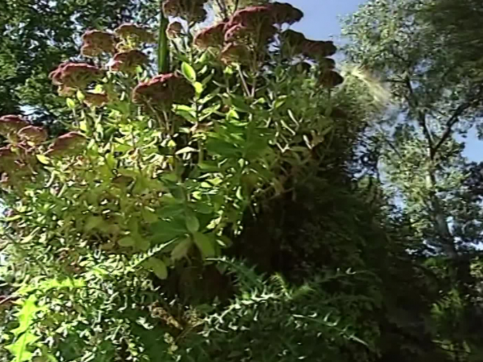 JeanPaul Pigeat à propos de l'objectif du festival INA