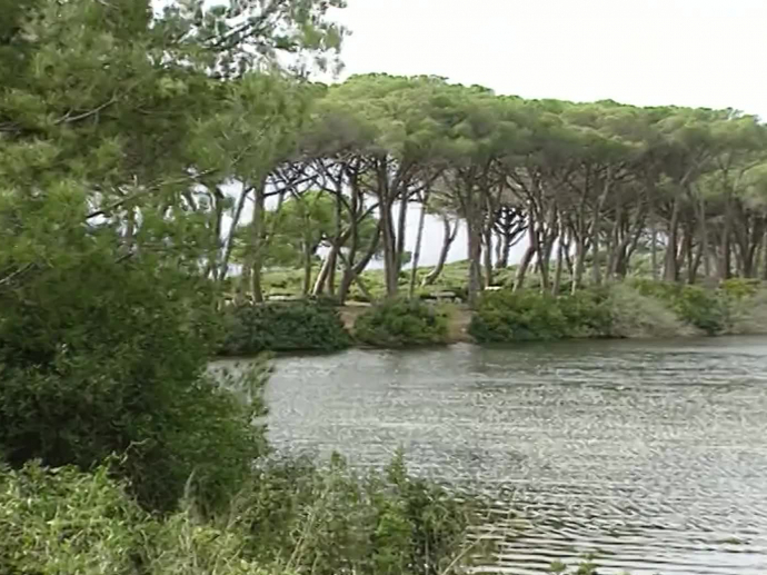 La forêt de l'île Sainte Marguerite INA