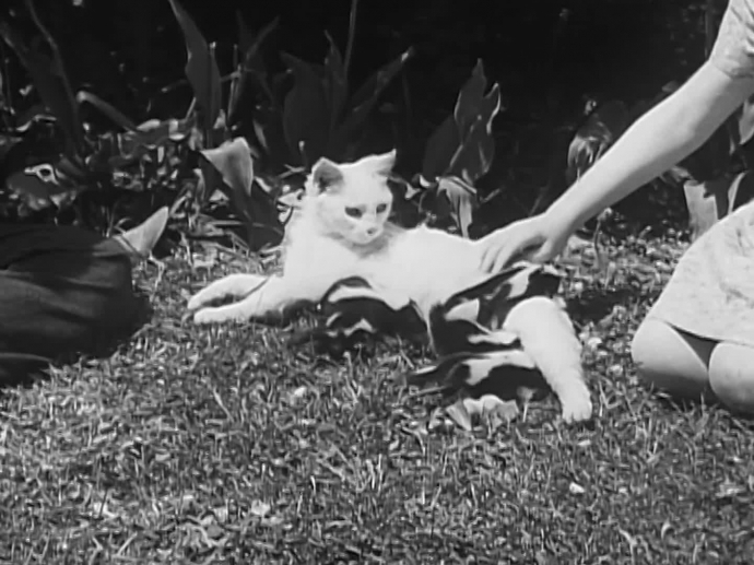 Un miracle de la maternité : chatte élevant des petits putois