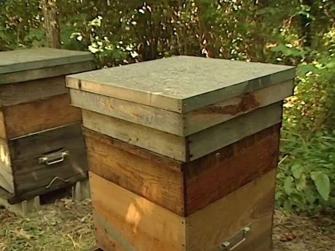 Abeille des deux sèvres