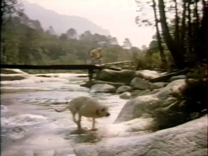 PUBLICITE ADVERTISING 1966 CANIGOU alient équilibré pour chien - eBay