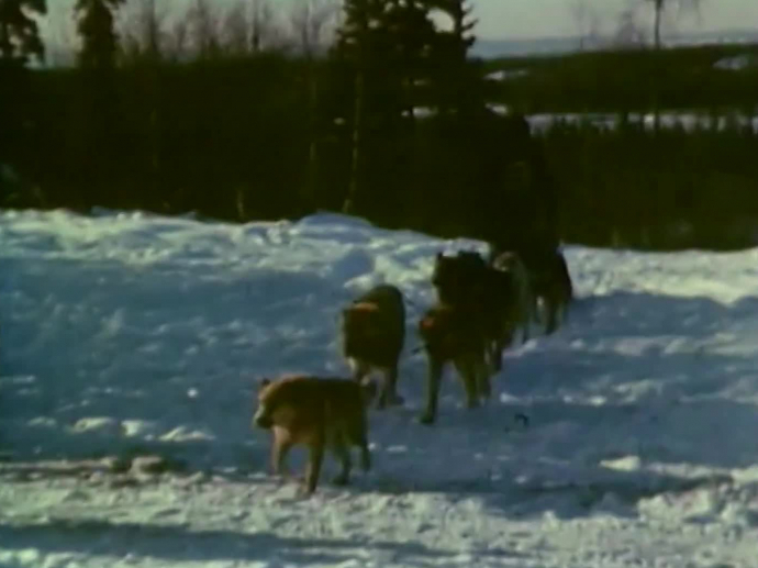La course de chiens de traîneaux en Alaska INA
