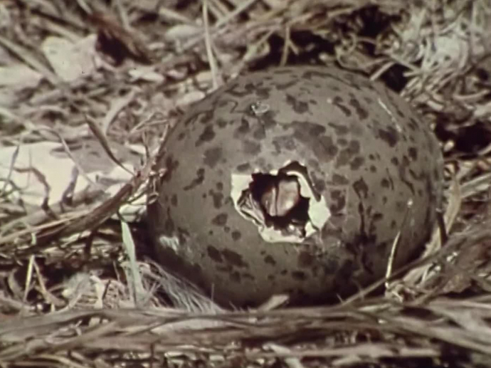 Naissance d'un bébé goéland à PerrosGuirec INA — free download