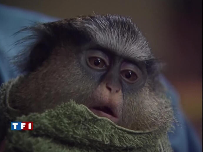 Michel Klein raconte comment il a adopté un singe INA — free download