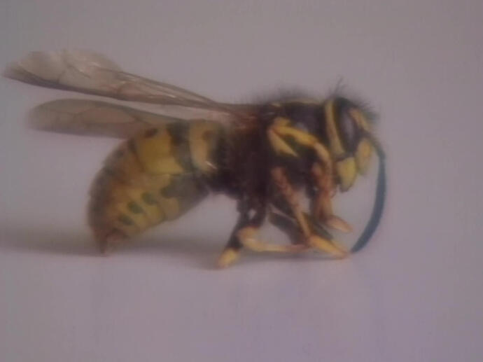 Mort piqûre frelon les dangers INA