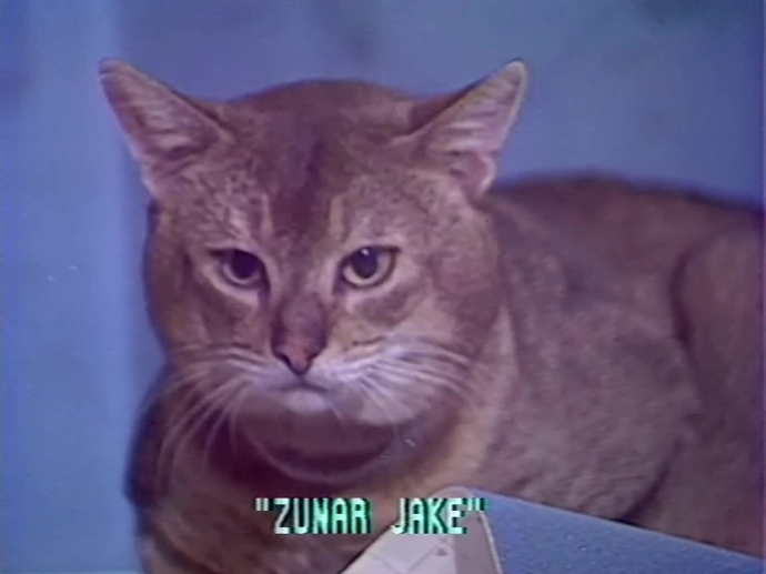 Le chat de l'espace INA