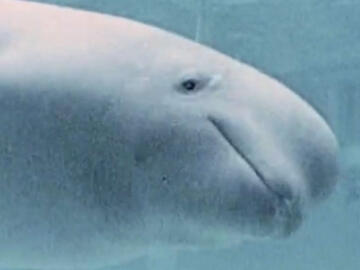<p>Naissance d'un bébé béluga au zoo de Vancouver en 1981.</p>