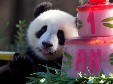<p>Huanlili fête ses un an, assise à côté de son gâteau d'anniversaire, au parc zoologique de Beauval. 2 août 2022.</p>